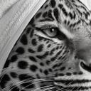 Fotomural Royale spa tiempo muerto con leopardo | blanco y negro - Rahner
