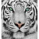 Fototapet Gorgeous Sumatran Tiger - 240x260 cm