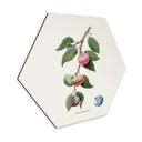 Hexagone - alu-Dibond Loose Plante à macarons