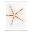 Plakat - Hugonnard - White Starfish