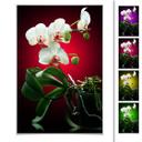 Poster - Floraison  d'une orchidée