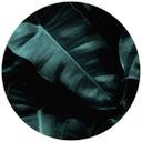 Fototapet - Rundt Kubistika - Jungle - vliesetapet/selvklæbende non-woven tapet