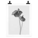 Póster Grønkjær - Anthurium blanco y negro