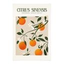 Tekstil plakat Boho-appelsintræ - Citrus Sinensis - Tunaboylu