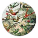 Wandcirkel Haeckel - Kolibries