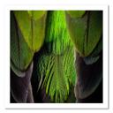 Canvasbillede, Fjer natur