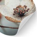 Vinilo decorativo floral Boho flor seca macro - Treechild - Redondo