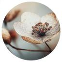 Vinilo decorativo floral Boho flor seca macro - Treechild - Redondo