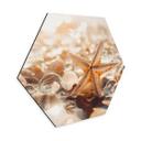 Sekskantet Billede Skaller på en solrig strand - Treechild - Aluminium Dibond