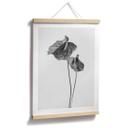 Póster Grønkjær - Anthurium blanco y negro