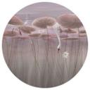 Papier peint photo fleurs de lotus avec cygne dans l'eau en vieux rose - Ms Tiff - rond - adhésif/no