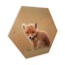 Hexagon Hout van Duijn - Baby Fox