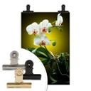 Poster - Floraison  d'une orchidée