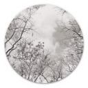 Tableau en alu-Dibond Cimes des arbes dans le ciel - Rond