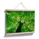 Poster - Under the Trees