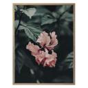 Poster Fleur tropicale