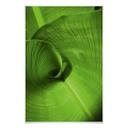 Poster - Feuille de banane