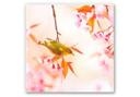 Tableau Forex - Oiseaux qui pépient dans les fleurs de cerisier - carré