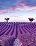 Fotomural paisaje, campos naturaleza gráfica mate en morado para salón 2,70 x 2,12m