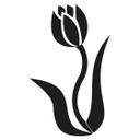 Tulipan