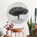 Tableau sur alu-Dibond rond Martin - Arbre en noir et blanc
