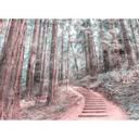 non-woven tapet ForestWalk natur træ fototapet Designwalls i brun og grøn 