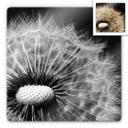 Tableau en verre - Dandelion
