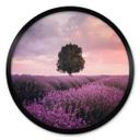 Póster Campos de lavanda púrpura al atardecer - Cevik - Redondo