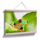 Poster - Grenouille