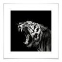 Póster Meermann - El Tigre - cuadrado