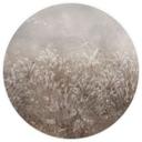 Fotobehang pampagras en grassen in beige - Ms Tiff - rond - zelfklevend / vlies
