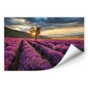 Zelfklevende Poster  Lavendel in de Provence