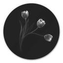 Tableau en Alu-Dibond Pan - Trio de tulipes - Rond