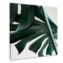 Lienzo Jungla Urbana 02 - Monstera Deliciosa - Cuadrado
