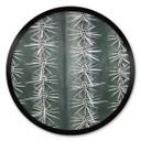 Plakat 1X Studio - Cactus