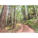 non-woven tapet Designwalls i brun og grøn non-woven tapet ForestWalk natur træ