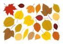 Cuadro de ventana hojas otoño 01