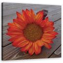 Canvasbillede, orange solsikke