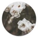 Tableau sur alu-Dibond Annie - Louise Bugnet - Rond