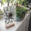 Borddisplay Agave 01
