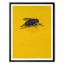 Póster Marrón - Mosca doméstica sobre amarillo