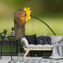 Fototapet - van Duijn - Egern dufter til blomst
