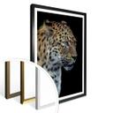 Póster Dambreville - Jaguar curioso