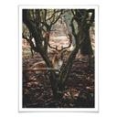 Poster Pause dans la forêt