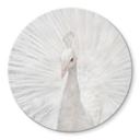 Tableau sur verre Fegari - Paon blanc - Rond