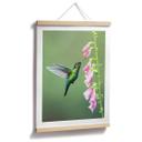 Póster van Duijn - La magia del colibrí en flor rosa