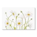 Stænkplade - Disher - Ox eye Daisies