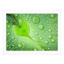 Póster - Corazón de gotas de agua sobre una hoja verde