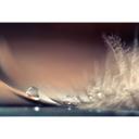 Dmitry - Historia de una gota de agua - fotomural de plumas