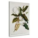 Lienzo Ehret - Magnolia